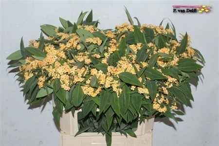 Euphorbia F T Cognac Baron 80 cm