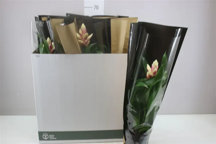 Guzmania Candy črepník 15 cm