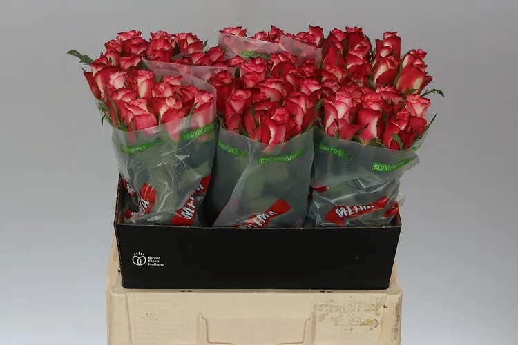 Rosa Gr Spark Condor 60 cm