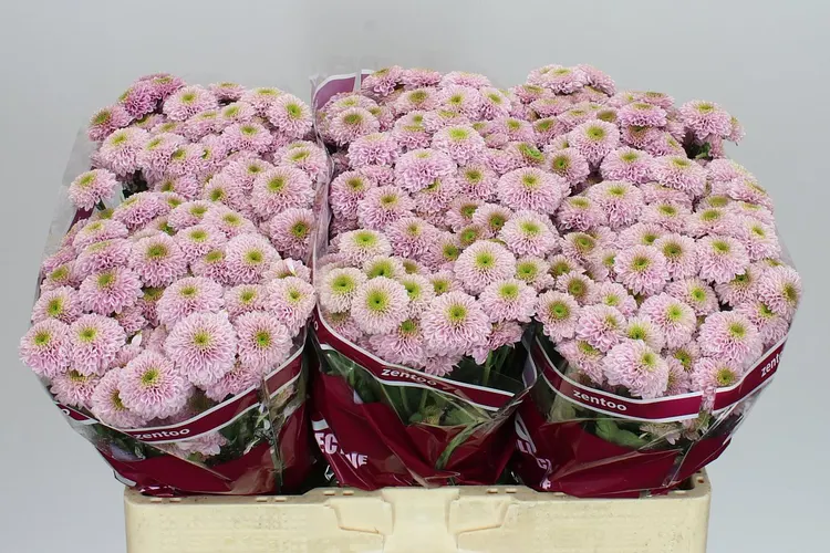 Chryzantéma santini Doria Pink 55 cm