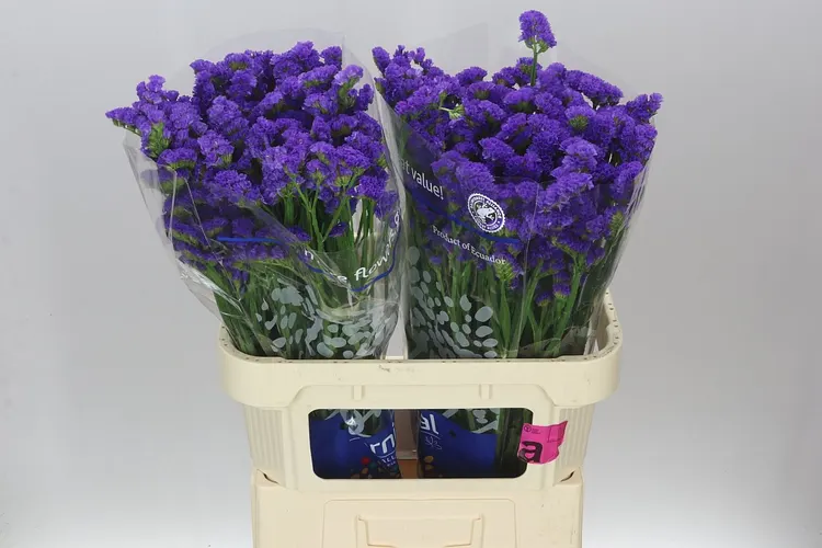 Lim. S Cry Dark Blue 80 cm