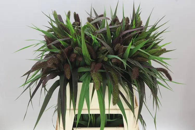 Setaria It Red Jewel 80 cm