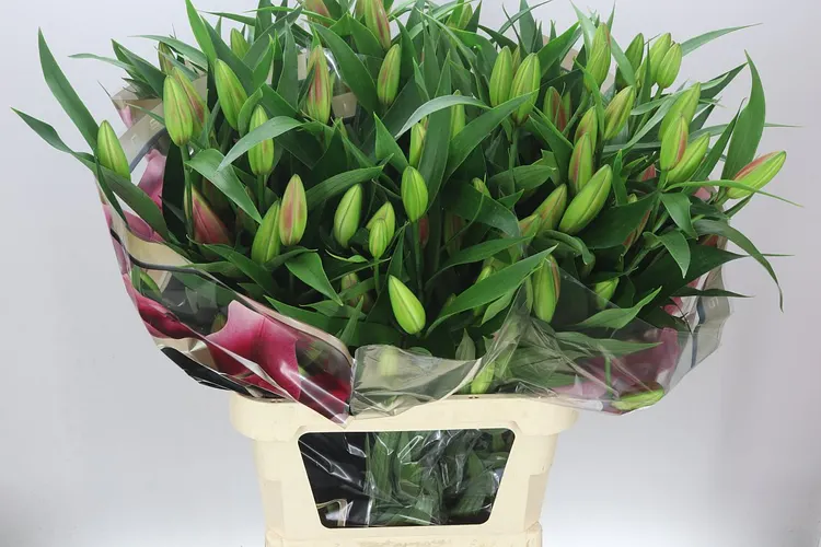 Lil Or Dalian 100 cm