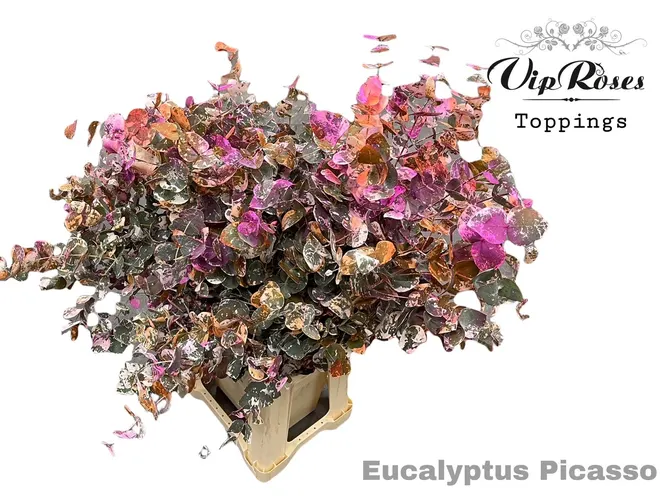 Eukalyptus Cinerea Picasso 200gr 70 cm