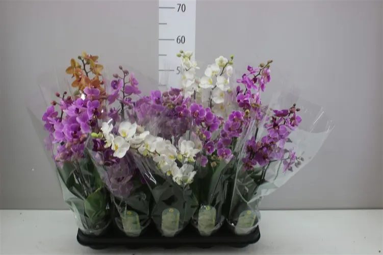 Orchidea Phalaenopsis Mtfl mix, 2 výhony črepník 12 cm