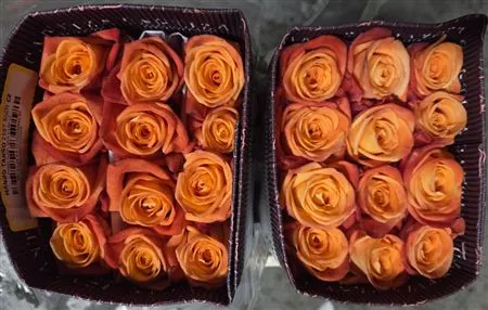 Rosa Gr Ec Mango Tango 50 cm