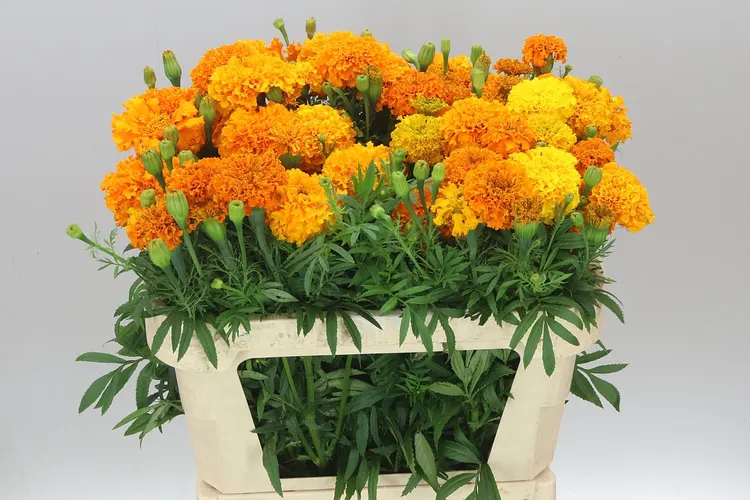 Tagetes Promise Orange A2 70 cm
