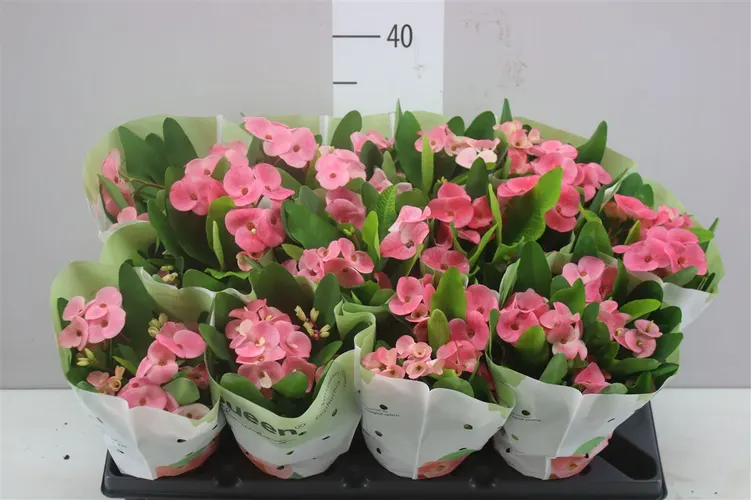 Euphorbia Mi Charlotte črepník 10 cm