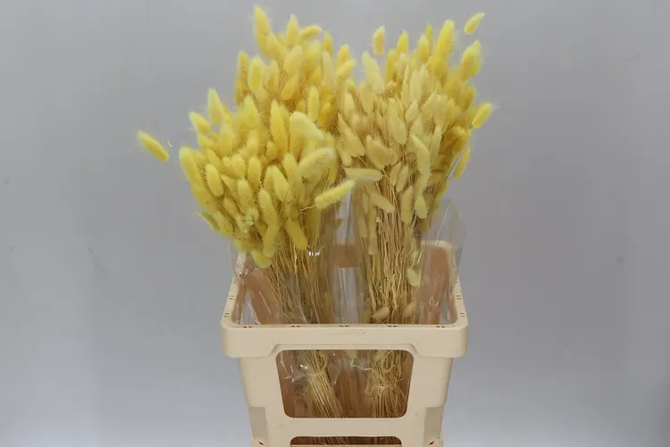 Dried Lagurus Yellow 65 cm