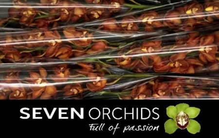 Orchidea Cymbidium T Oranj Holland 80 cm