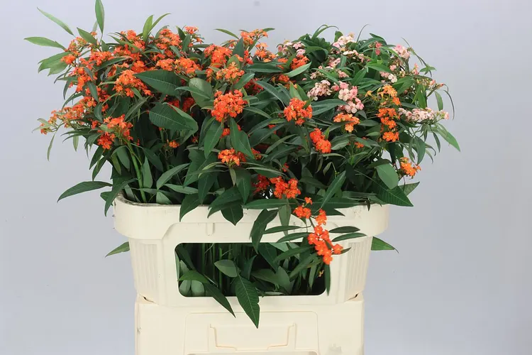 Euphorbia Fu Mix 70 cm