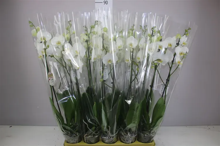 Phal Wit 2 Tak 16+ črepník 12 cm