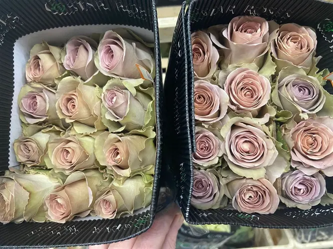 Ruže z Ekvádoru (Roses Ecuador)