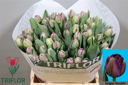 Tulipán plnokvetý Saigon Double 45 cm