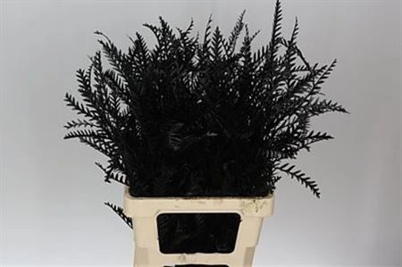 Ivanhoe Black 60 cm
