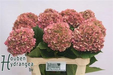 Hortenzia Glow Alps Classic Pink 80 cm