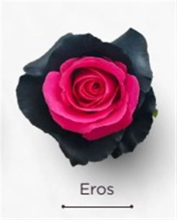 Ruža farbená Eros, Ekvádor 50 cm