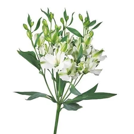 Alstro Charmelia Blanc 75 cm