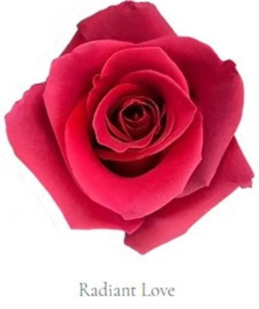 Ruža farbená Radiant Love, Ekvádor 50 cm