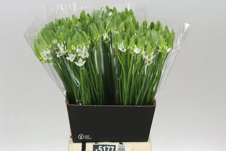Ornithogalum Thyrsoides 60 cm