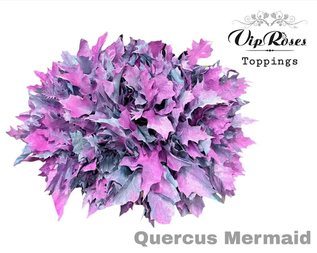 Quercus Mermaid 60 cm