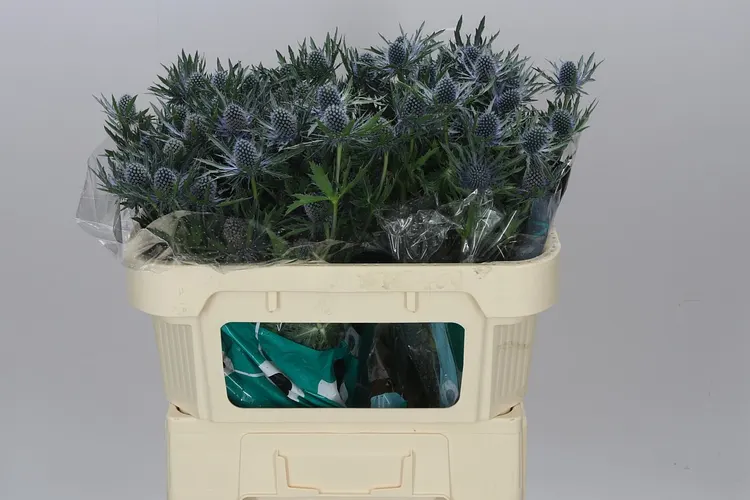 Eryngium Orion 70 cm