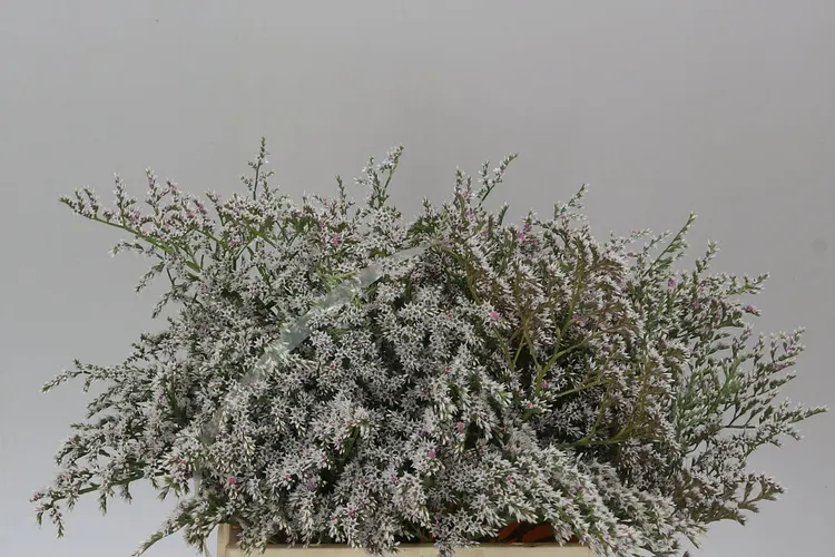 Tataricum Per Kilo