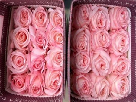 Ruža Mayras Bridal Pink, Ekvádor 50 cm