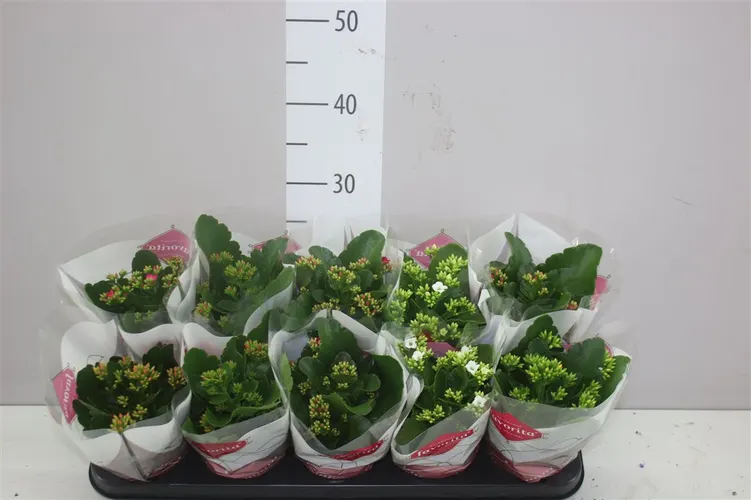 Kalanchoe Bl Gemengd črepník 10,5 cm