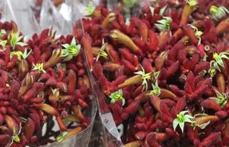 Anigozanthos Early Spring 70 cm