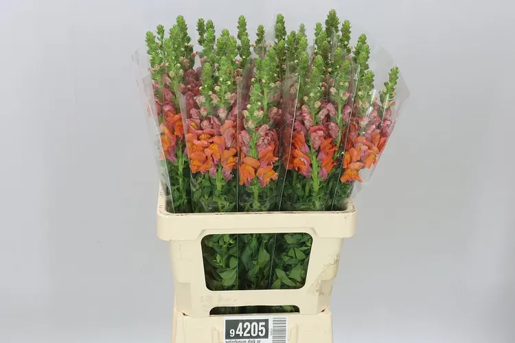Antirrhinum Dark Orange It 70 cm