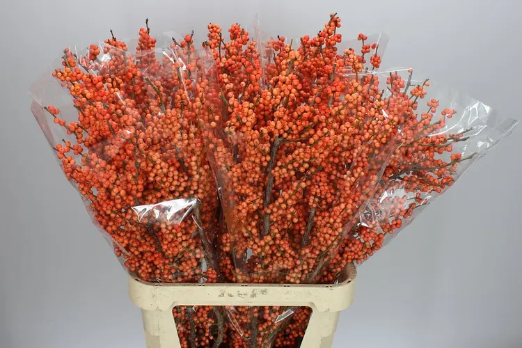 Ilex Daydream 120 cm