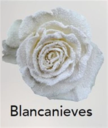 Ruža farbená Blancanieves, Ekvádor 50 cm