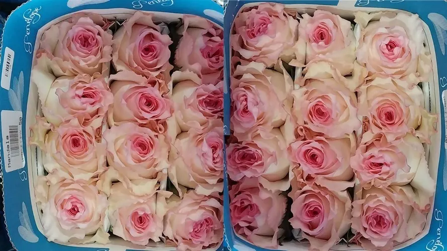 Rosa Gr Ec Mandala 40 cm
