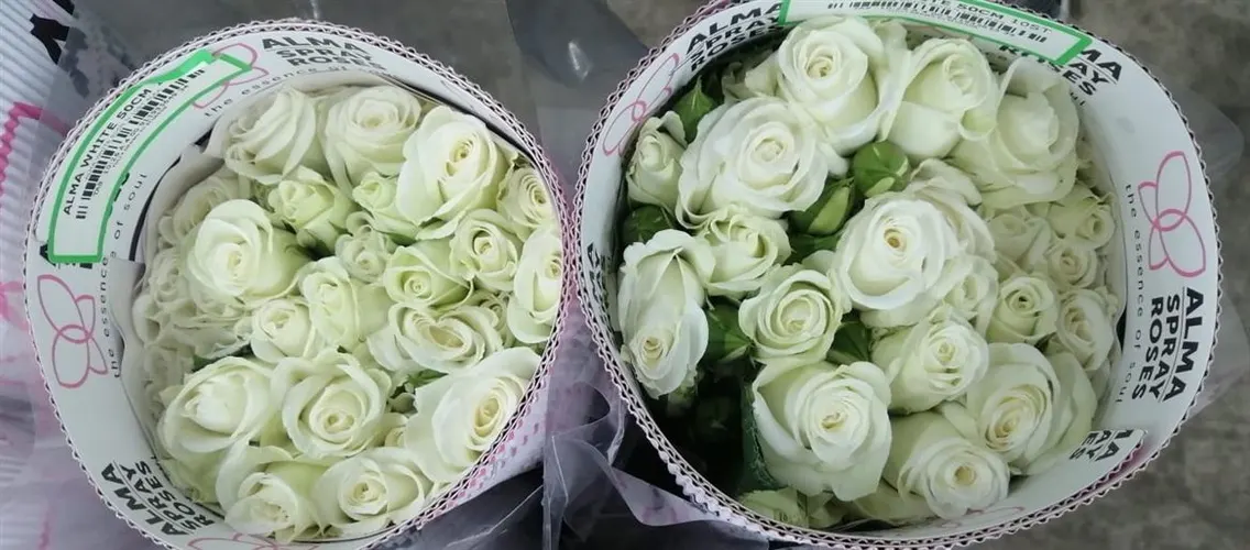 Ruža trsová Alma White, Ekvádor 40 cm