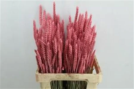 Wheat Pink, sušené 60 cm
