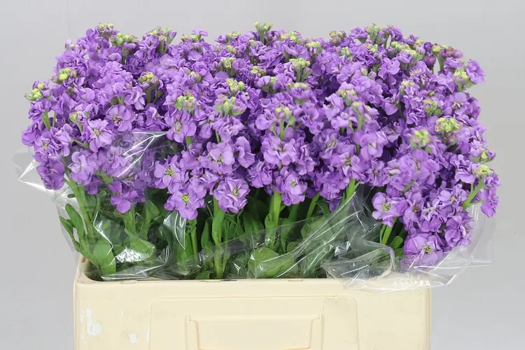 Matthiola Lavender 60 cm