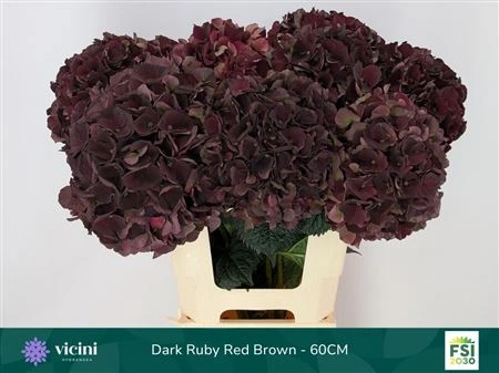 Hortenzia Dark Ruby Classic 60 cm