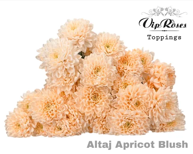 Chr T Altaj Apricot Blush 70 cm