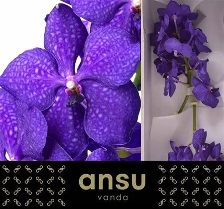 Orchidea Vanda Royal Blue 20 cm