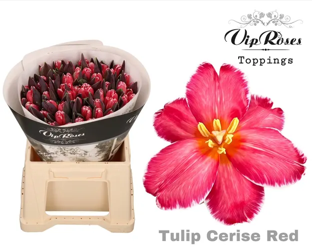 Tulipány (špeciál)