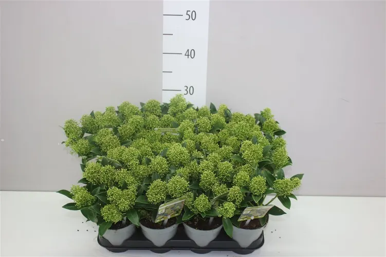 Skimmia White Dwarf 5+bloem črepník 10 cm