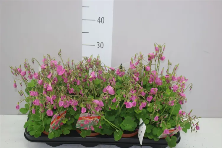 Oxalis Bowiei Amarantha črepník 13 cm