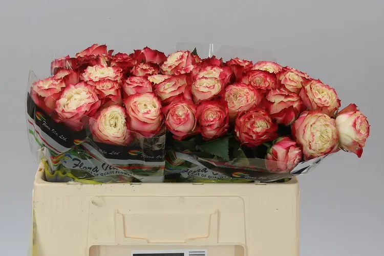 Rosa Gr Apple Jack 50 cm