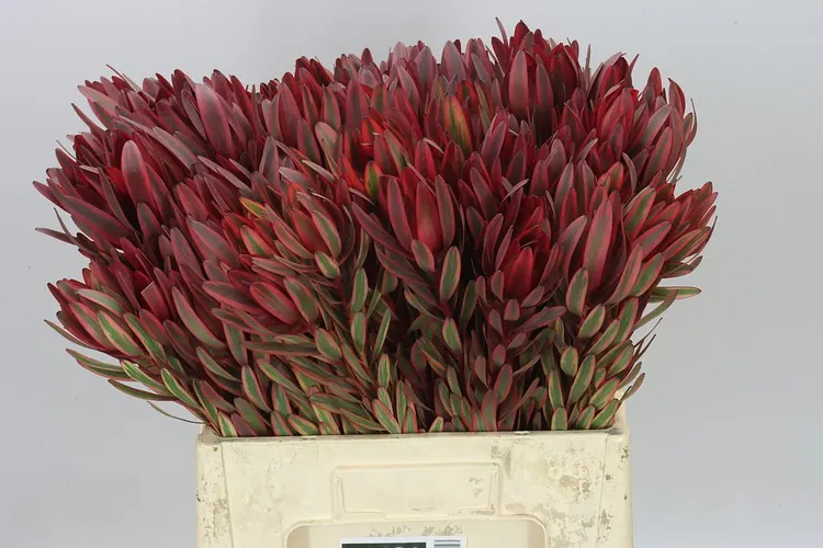 Leucadendron Jester 60 cm
