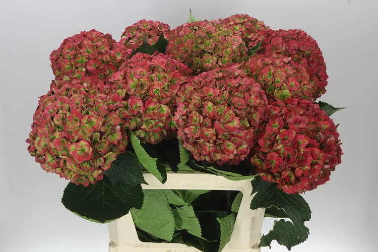 Hydrangea Anastasia Green Red Classic 80 cm