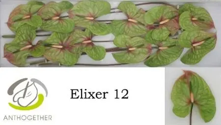 Anth Elixer