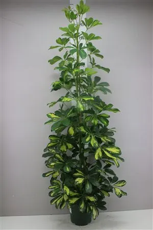 Schefflera Dalton črepník 21 cm