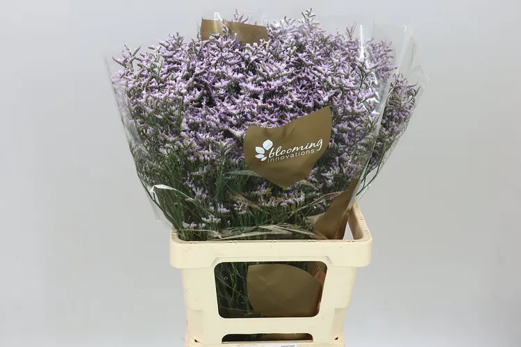 Lim. Saf Lilac 70 cm