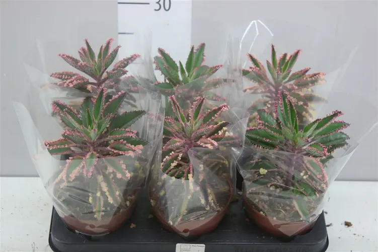 Kalanchoe Pink Special črepník 10,5 cm